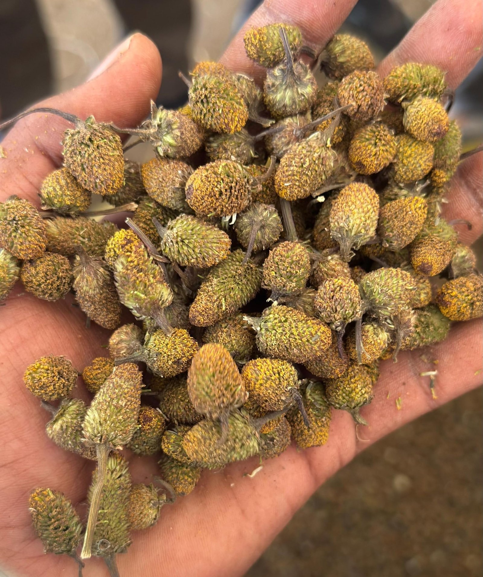 Akarkara (Acmella oleracea) Flower Seeds for Planting | Seeds for Home Gardening, Nursery & Outdoor Cultivation (50g × 1 Pack, 50, Grams) - Image 7