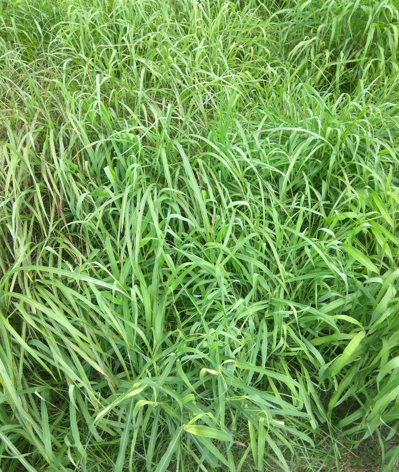 Mulayam Makhan Grass Seeds for Cattle Fodder, Multi-Cut Nutritious Feed for Cows, Buffalo, Goat, Sheep (500 GM) - Image 4